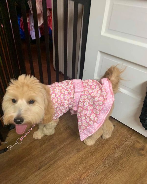 The Posh Pet Boutique Dog Clothes, Dog Boutique